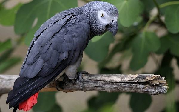 Папуга Жако птах. Опис, особливості, види, догляд та ціна жако
