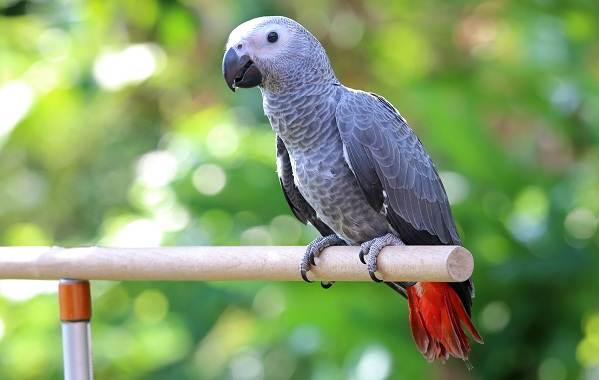 Папуга Жако птах. Опис, особливості, види, догляд та ціна жако