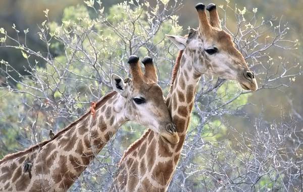 Жираф тварина. Опис, особливості, спосіб життя і середовище проживання жирафа