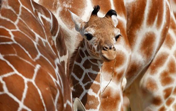 Жираф тварина. Опис, особливості, спосіб життя і середовище проживання жирафа