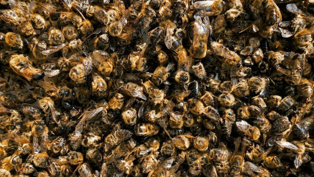 Бджолиний підмор: 4 рецепту для суглобів