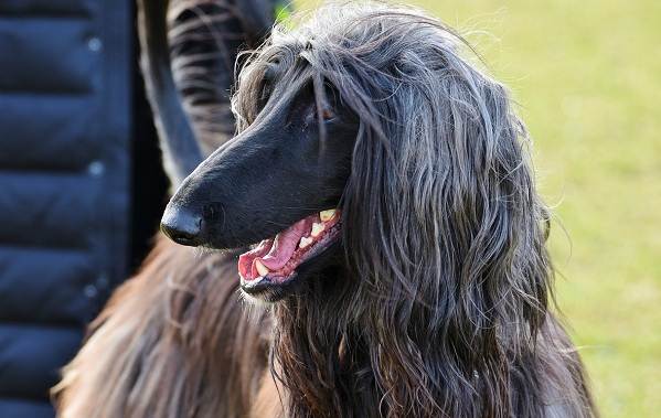 Афганський хорт собака. Опис, особливості, види, догляд та ціна породи