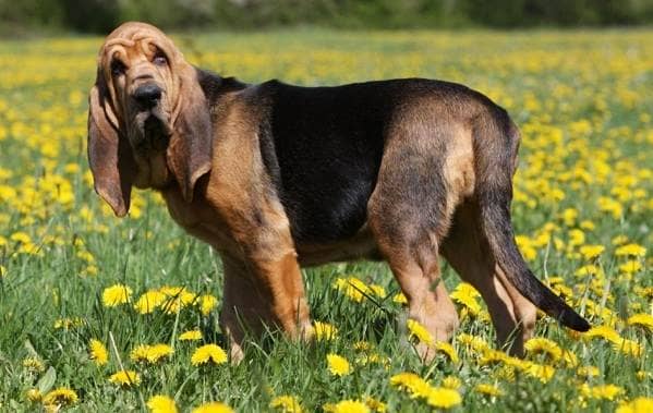 Бладхаунд собака. Опис, особливості, види, догляд та ціна бладхаунда