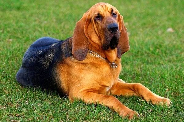 Бладхаунд собака. Опис, особливості, види, догляд та ціна бладхаунда