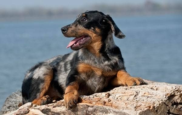 Босерон собака. Опис, особливості, види, догляд та ціна породи босерон