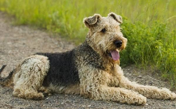 Ердельтерєр собака. Опис, особливості, види, догляд та ціна породи ердельтерєр