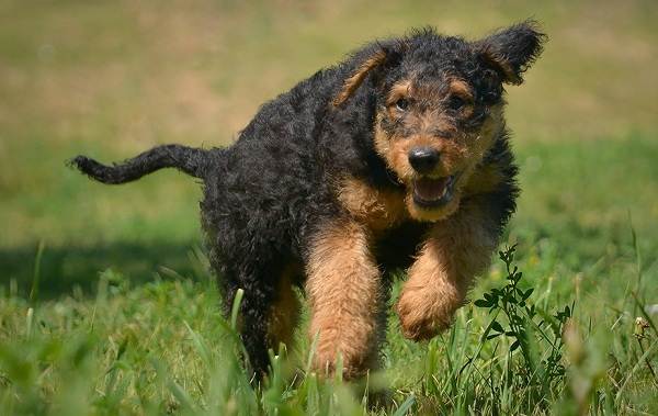 Ердельтерєр собака. Опис, особливості, види, догляд та ціна породи ердельтерєр