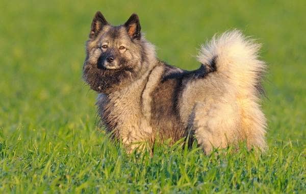 Кеесхонд собака. Опис, особливості, види, догляд та ціна породи кеесхонд