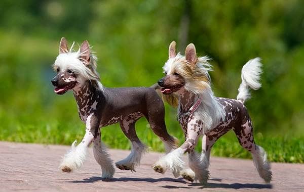 Китайська чубата собака. Опис, особливості, види, догляд та ціна породи
