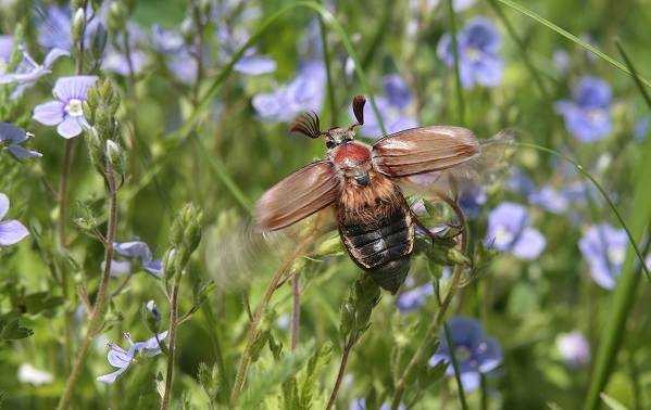 Травневий жук комаха. Опис, види, спосіб життя і середовище проживання травневого жука