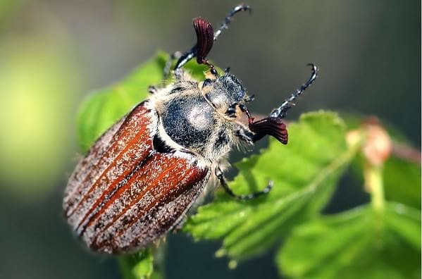 Травневий жук комаха. Опис, види, спосіб життя і середовище проживання травневого жука