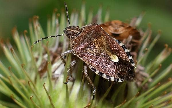 Мармуровий клоп комаха. Опис, особливості, види і способи боротьби з шкідником
