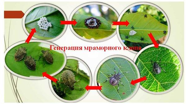 Мармуровий клоп комаха. Опис, особливості, види і способи боротьби з шкідником
