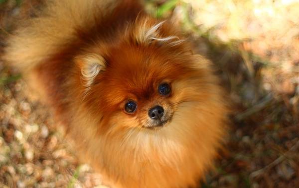 Померанський шпіц собака. Опис, особливості, види, догляд та ціна породи