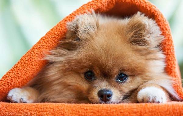 Померанський шпіц собака. Опис, особливості, види, догляд та ціна породи