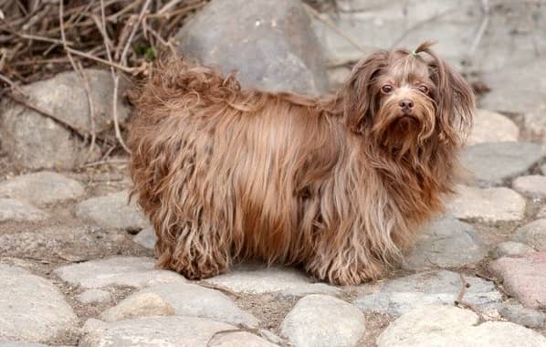 Російська болонка собака. Опис, особливості, види, догляд та ціна породи