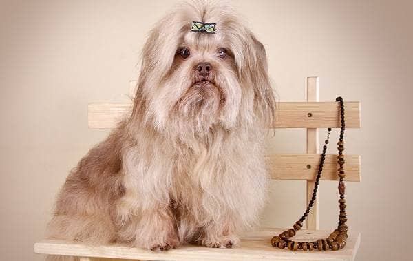 Російська болонка собака. Опис, особливості, види, догляд та ціна породи