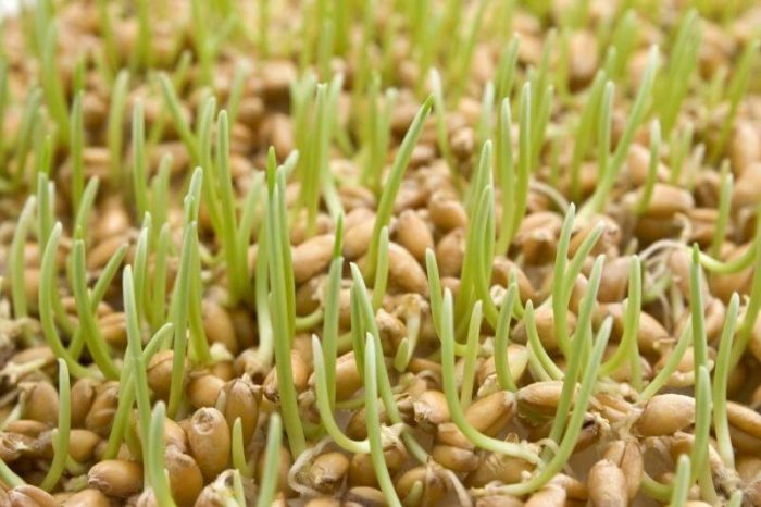 Пророщена пшениця: користь і шкода, корисні властивості