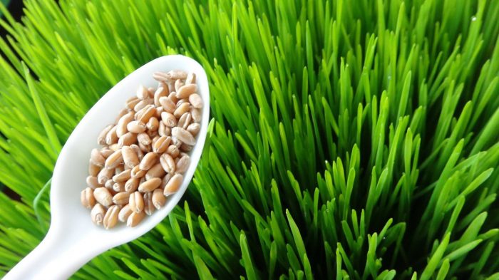 Пророщена пшениця: користь і шкода, корисні властивості