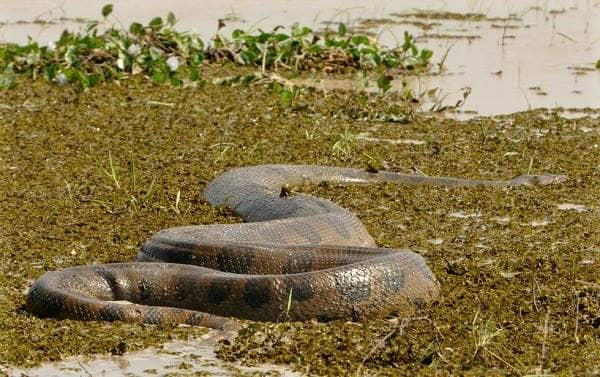 Змія Анаконда. Опис, особливості, види, спосіб життя і середовище проживання анаконди