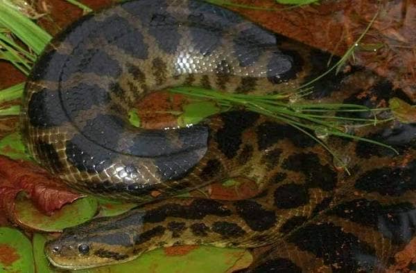 Змія Анаконда. Опис, особливості, види, спосіб життя і середовище проживання анаконди