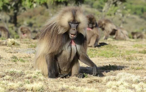 Бабуїн мавпа. Опис, особливості, спосіб життя і середовище проживання бабуїна
