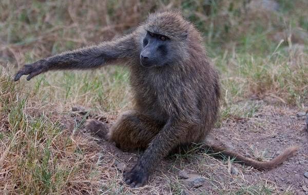 Бабуїн мавпа. Опис, особливості, спосіб життя і середовище проживання бабуїна
