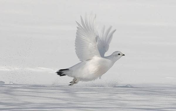 Біла куріпка птах. Опис, особливості, спосіб життя і середовище проживання білої куріпки