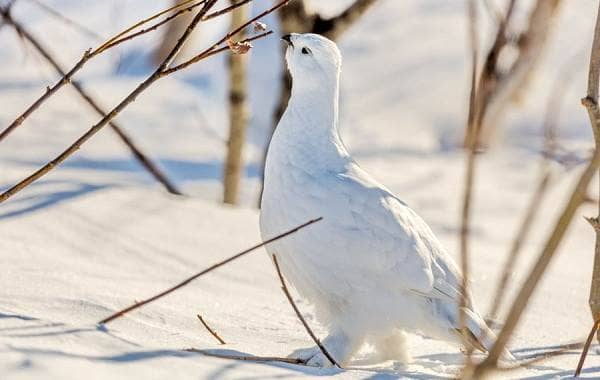 Біла куріпка птах. Опис, особливості, спосіб життя і середовище проживання білої куріпки