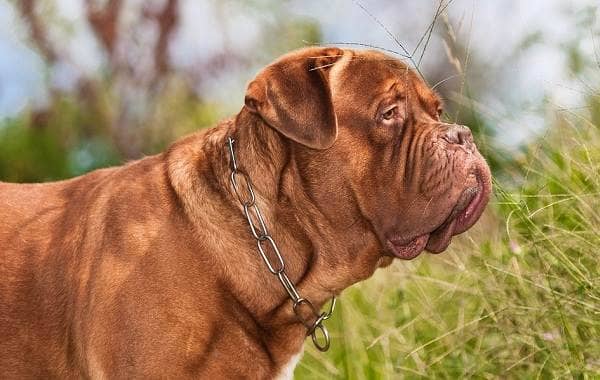 Бордоський дог собака. Опис, особливості, характер, догляд і ціна породи