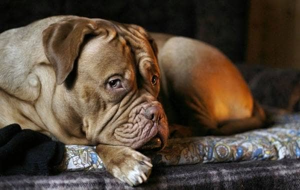 Бордоський дог собака. Опис, особливості, характер, догляд і ціна породи