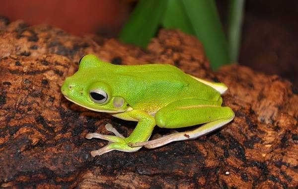Деревна жаба. Опис, особливості, види, спосіб життя і середовище проживання деревних жаб