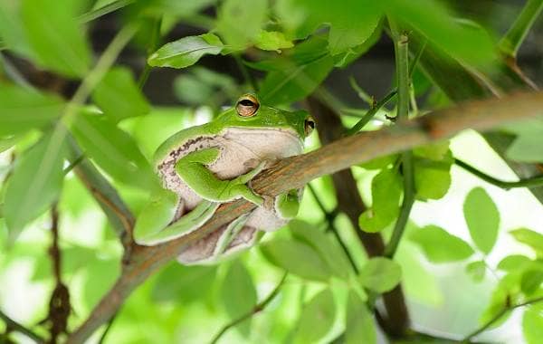 Деревна жаба. Опис, особливості, види, спосіб життя і середовище проживання деревних жаб