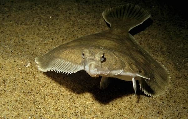 Риба Камбала. Опис, особливості, види, спосіб життя і середовище проживання камбали