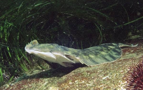 Риба Камбала. Опис, особливості, види, спосіб життя і середовище проживання камбали