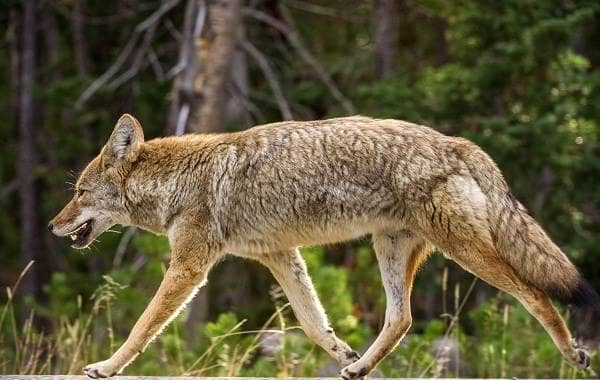 Койот тварина. Опис, особливості, види, спосіб життя і середовище проживання койота