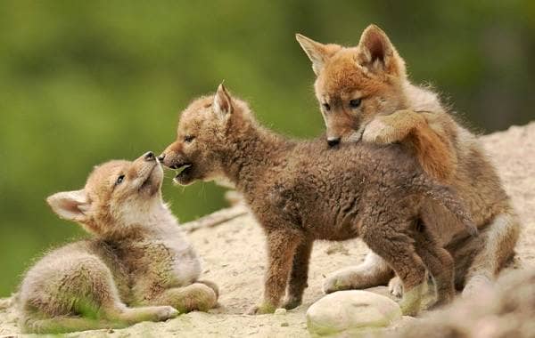 Койот тварина. Опис, особливості, види, спосіб життя і середовище проживання койота