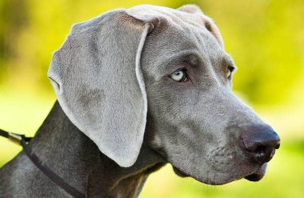Веймаранер собака. Опис, особливості, види, догляд та ціна породи веймаранер