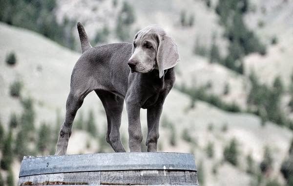 Веймаранер собака. Опис, особливості, види, догляд та ціна породи веймаранер