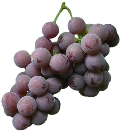 17 популярних сортів винограду для вина в Росії