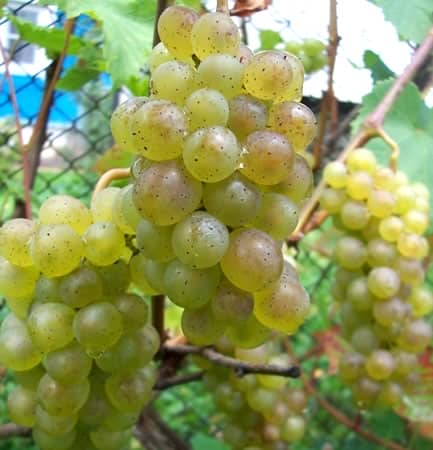 17 популярних сортів винограду для вина в Росії