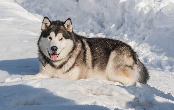 Аляскінський маламут собака. Опис, особливості, види, догляд, утримання та ціна породи