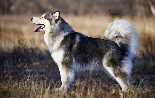 Аляскінський маламут собака. Опис, особливості, види, догляд, утримання та ціна породи