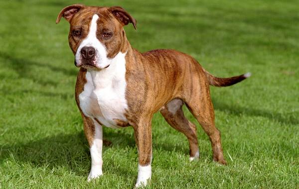 Американський стаффордширський терєр собака. Опис, особливості, догляд і ціна породи