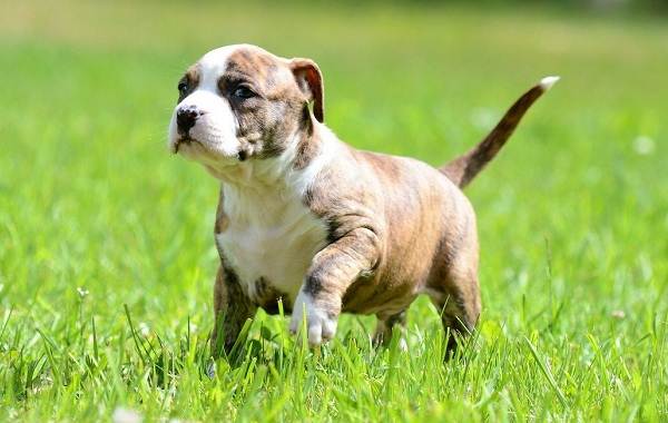 Американський стаффордширський терєр собака. Опис, особливості, догляд і ціна породи