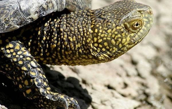 Болотна черепаха. Опис, особливості, види, спосіб життя і середовище проживання плазуна