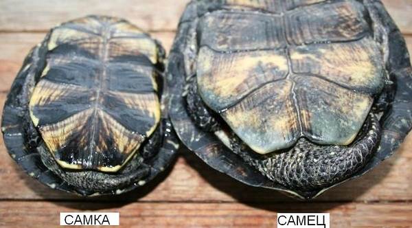 Болотна черепаха. Опис, особливості, види, спосіб життя і середовище проживання плазуна