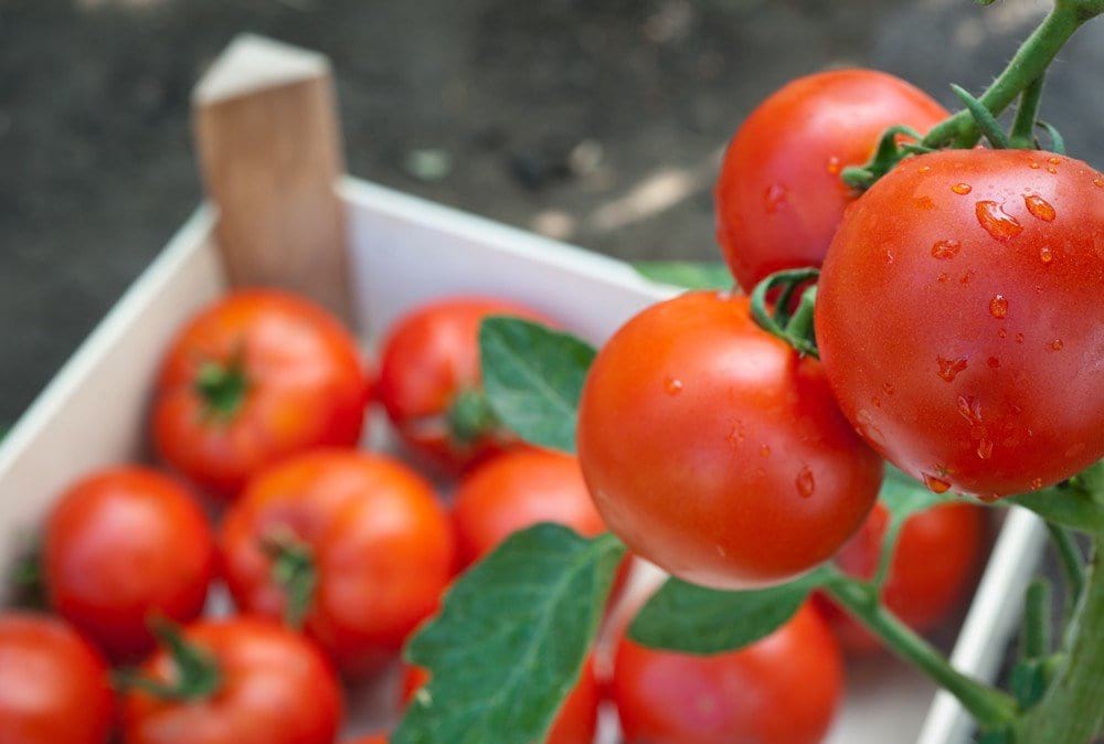 Як зберегти помідори свіжими до Нового Року