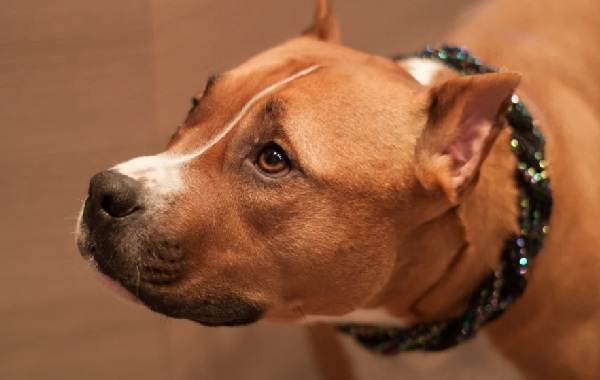 Купірування вух у собак. Опис, особливості, ціна та догляд за собакою після операції