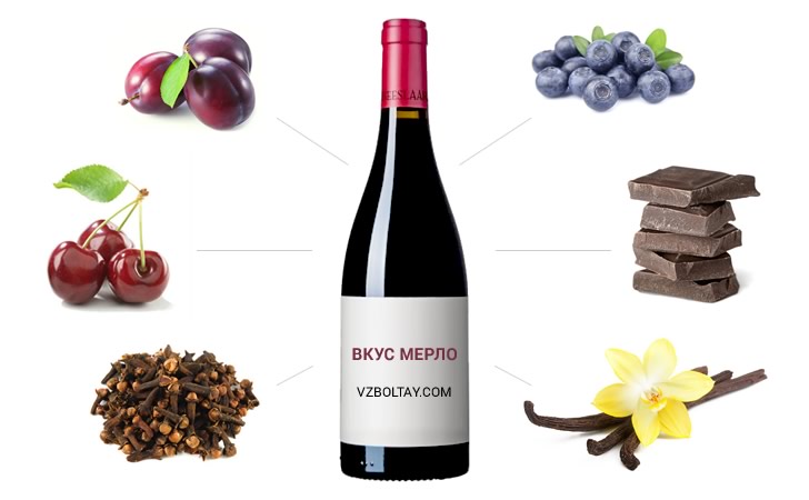Вино Мерло: що потрібно знати, смак, як пити, закуски і страви